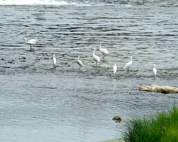 little egret